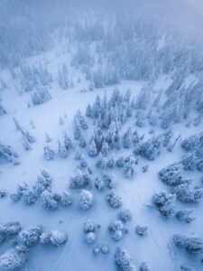 snowy conifers viewed from above