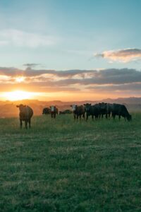 Cows in grass field at sunset