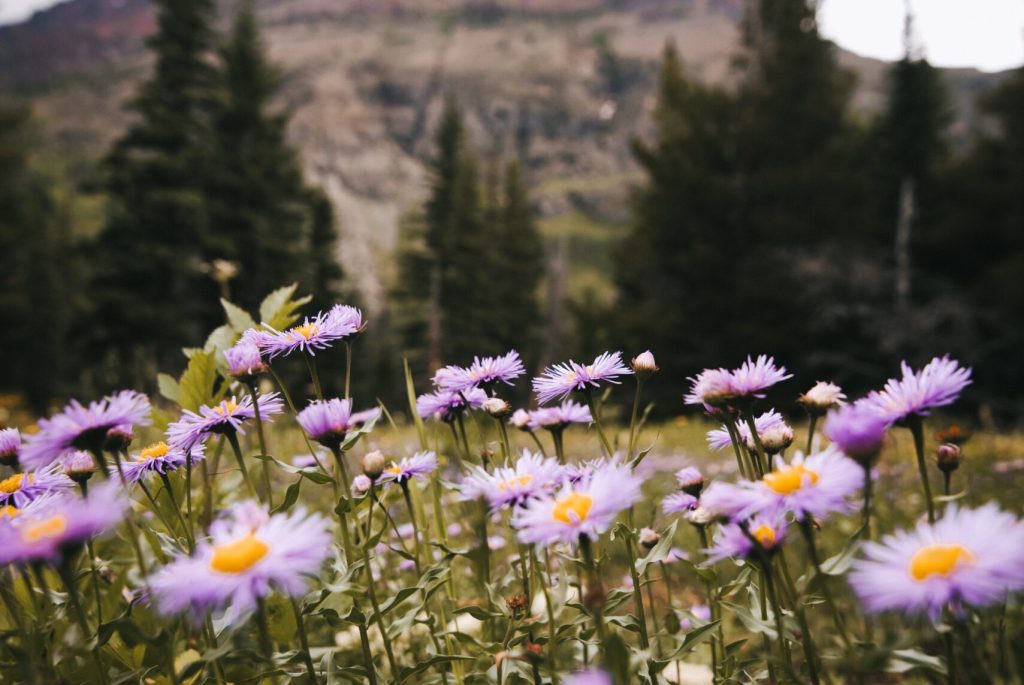 purple flowers in front of a mountain